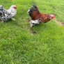 Millefleur Pekin Bantam pair with house Image 4