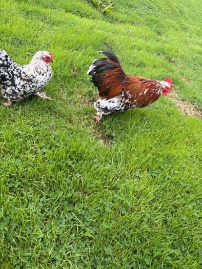 Millefleur Pekin Bantam pair with house