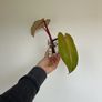 Philodendron Painted Lady Image 3
