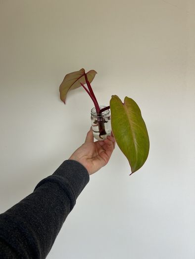 Philodendron Painted Lady