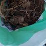 Plants FREE , Peruvian lilies .etc Image 2