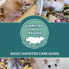 Hamster Care Guide