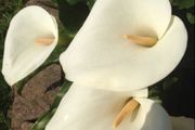 White Calla Lyles perennial