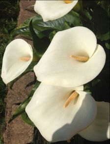 White Calla Lyles perennial