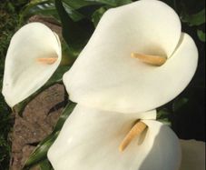White Calla Lyles perennial