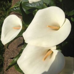 White Calla Lyles perennial