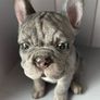 French Bulldog ornament Image 4