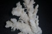Real white coral