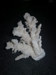 Real white coral