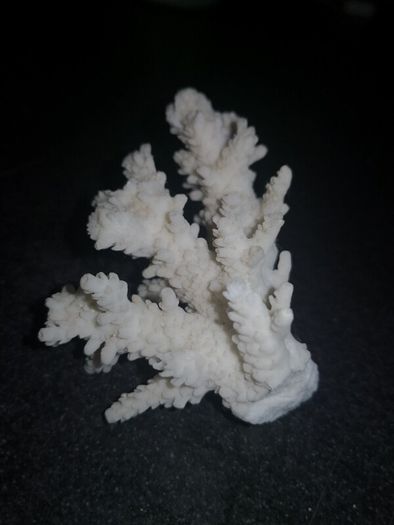 Real white coral