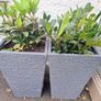 Planters Image 2