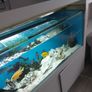Large fish tank for sale Image 9