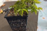 Japanese maple
