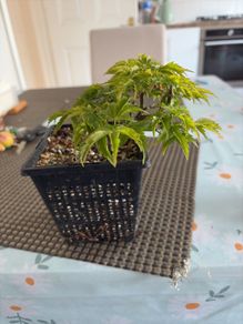 Japanese maple