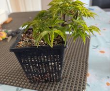 Japanese maple
