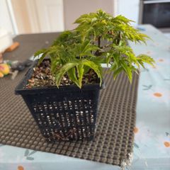 Japanese maple