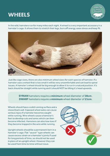 Hamster Care Guide