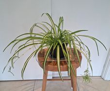 Mature Spider Plant