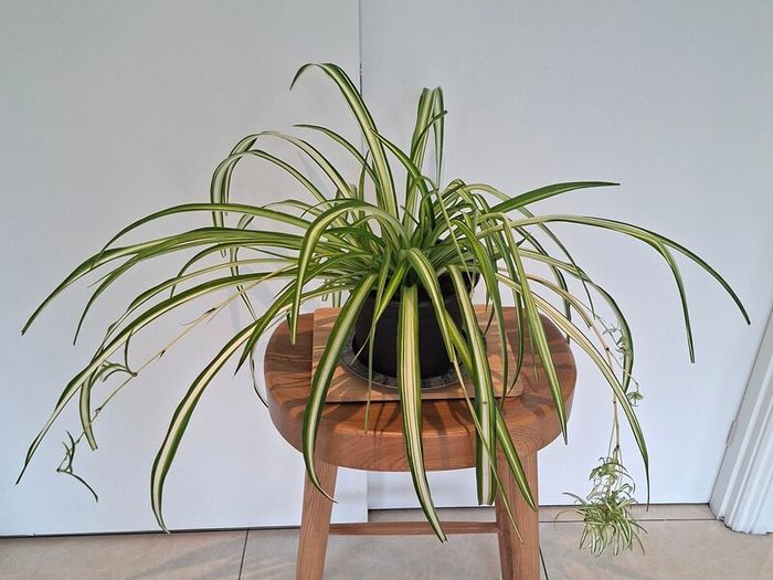 Spider Plant