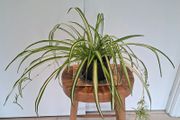 Spider Plant