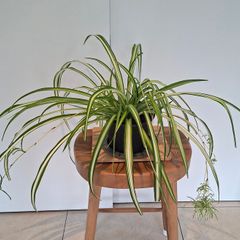 Spider Plant