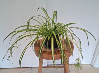 Spider Plant