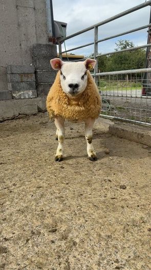 Texel  ram lamb