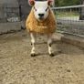 Texel  ram lamb Image 3