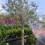 olive tree Image 6