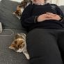 kittens to adopt Image 7