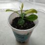 Mandarin Plant Image 3