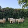 sheep Image 5