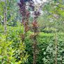 Fagus dawyck purple Image 2