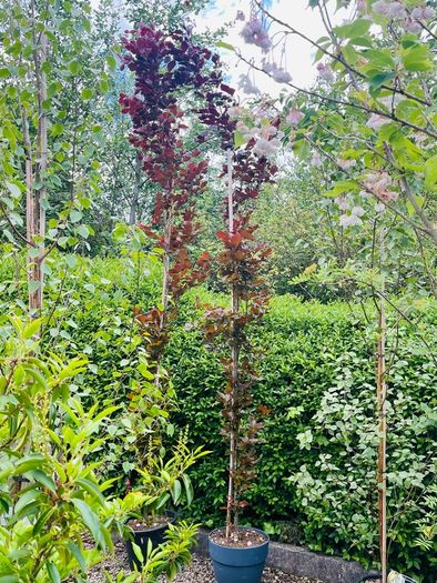 Fagus dawyck purple