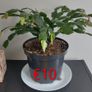 Christmas cactus Image 4