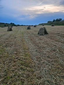Hay