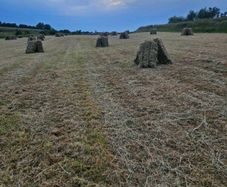 Hay