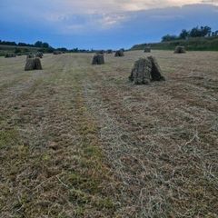 Hay