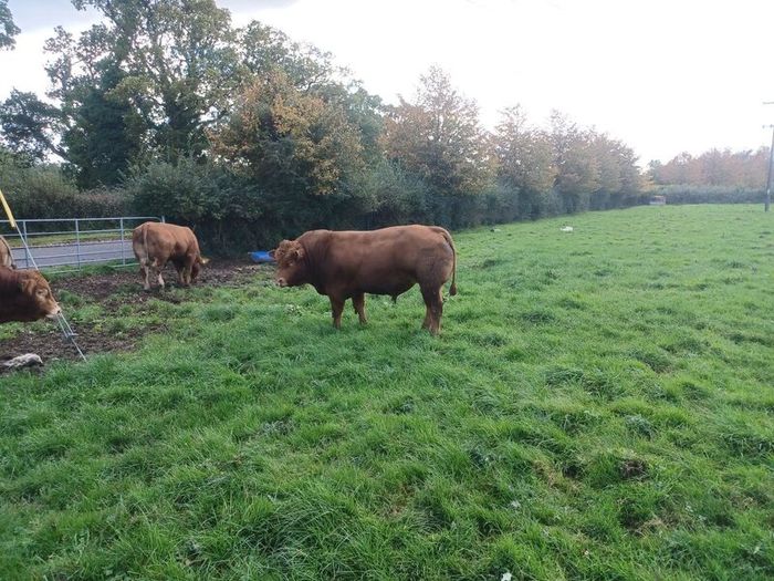 Limousin bull