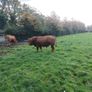 Limousin bull Image 5