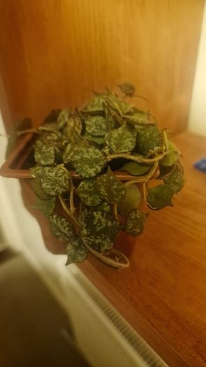 Hoya curtisii Thailand