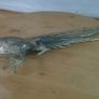 Vintage Silver Plated Pheasant Figurine Decorative Table Bird Centerpiece 280mm Long  Large Metal Ornament Image 6