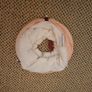 Cat Tunnel Image 2