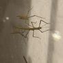 Stick insects for adoption Image 3