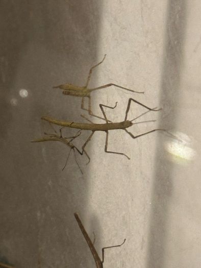 Stick insects for adoption