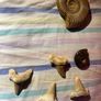 Large Polished Ammonite Fossil | Mesozoic Cephalopod Specimen also Shark Teeth Lot: Lot of 4 Fossil Shark Teeth | Ancient Mako / Sand Tiger Shark Fossils Image 2
