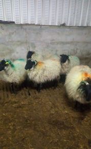 Westie Hoggets