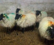 Westie Hoggets