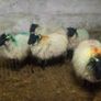 Westie Hoggets Image 2
