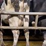 4 PBR Hol/Fr Milking Cows Image 5